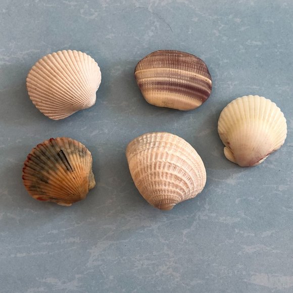NEW Set of 5 Seashell Magnets Scallops Etc - Picture 2 of 6